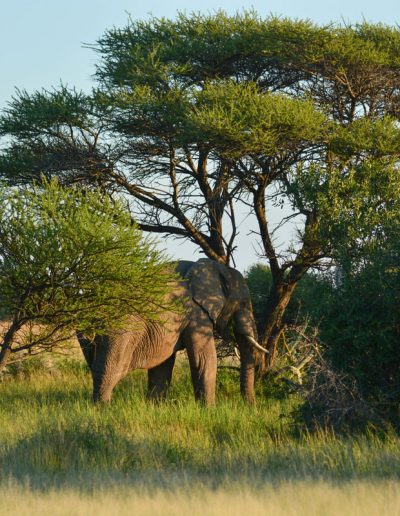 Elephant