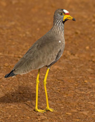 African Wattled Lapwing