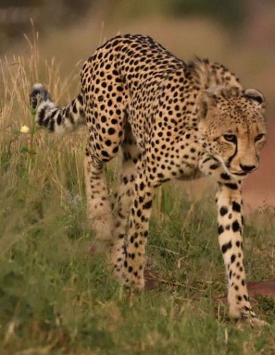 Cheetah Male
