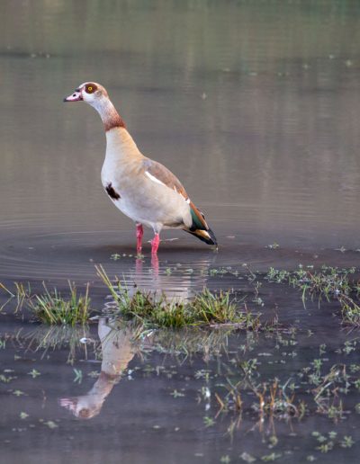 Egyptian Goose Alopochen aegyptiaca