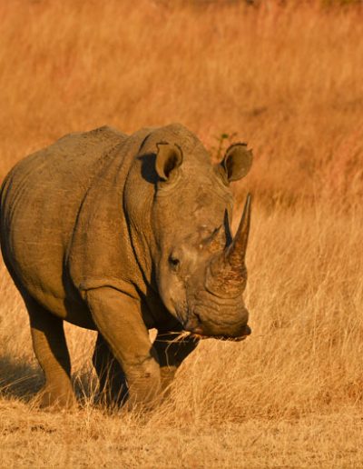 Rhino
