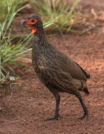 Swainsons Francolin
