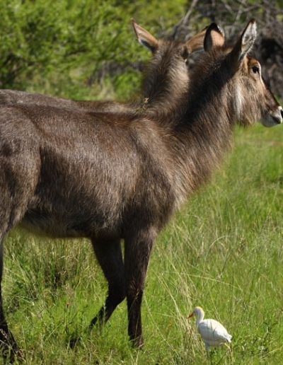 Waterbuck