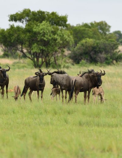 Wildebeest Group