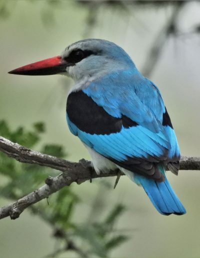 Woodlands Kingfisher